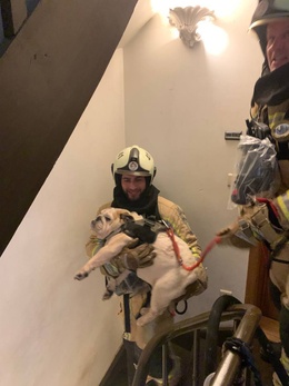 20230330_ hond gered door brandweer Brussel