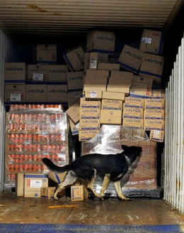 Een drugshond in actie tijdens een douanecontrole