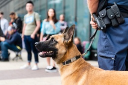 Politiezone Evere-Schaarbeek-Sint-Joost-ten-Node: hondenbrigade