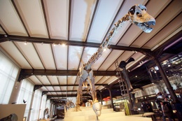 De dinosaurusgalerij in het Belgisch Instituut voor Natuurwetenschappen werd met succes gerenoveerd in 2007