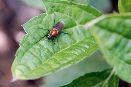 insecten 20 Bart Hanssens 2 BRUZZ ACTUA 1661