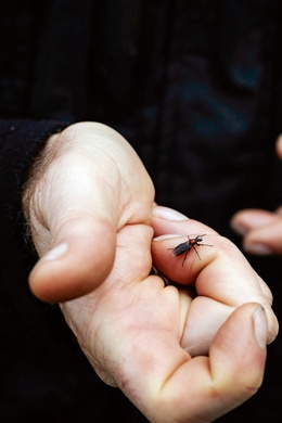 insecten 21Bart Hanssens 2 BRUZZ ACTUA 1661