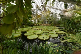 Lelies in de plantentuin van Meise