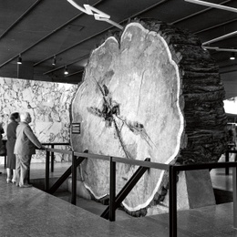 Expo 58: Congo
