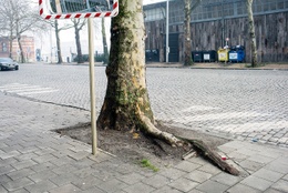 Groen Boom  2 BRUZZ ACTUA 1696