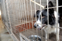 20200324 hond huisdier dierenkennel veeweide veearts dierenhotel dierenasiel dierenverzorging 2