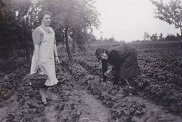 Aardbeienpluk in Schepdaal