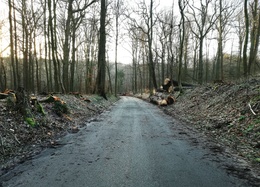 Stormschade in het Zoniënwoud na de doortocht van stormen Eunice en Franklin op 21 en 22 februari 2022: omgewaaide bomen en afbroken takken op de Tumuliweg.