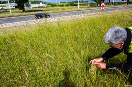 1804 Orchideeen verkeerswissel bokkenorchje Sandrine Godefroid Plantentuin 11