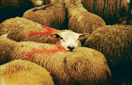 Slachting schapen c Saskia Vanderstichele