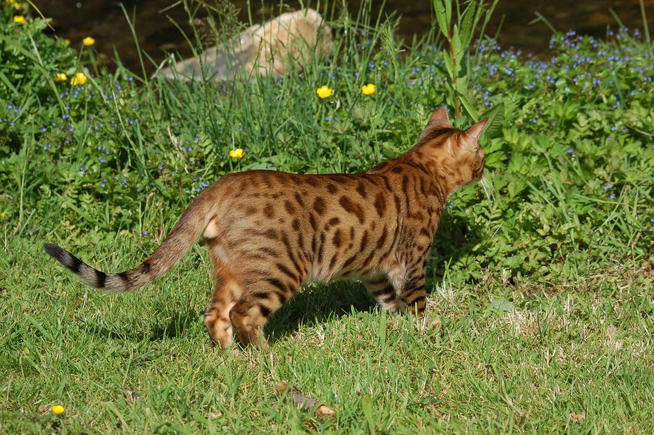 Bengaalse kat voortaan vanaf vijfde generatie