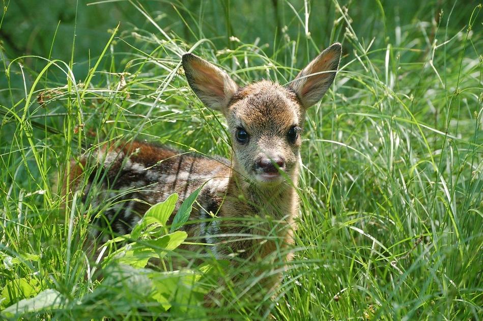 Stichting Zoniënwoud vraagt extra respect voor planten en dieren tijdens het broedseizoen