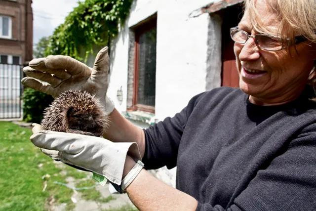 Opvangcentrum voor wilde dieren in Anderlecht beleefde recordjaar: 2.635 dieren in nood
