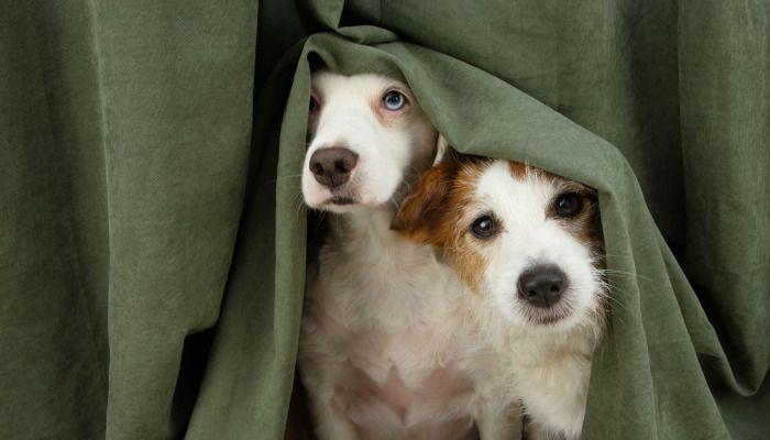 Politie zet drugshonden in na meldingen van zieke dieren in Albertpark