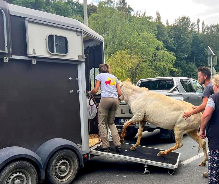 Vrouw uit Ukkel krijgt 40.000 euro boete voor dierenmishandeling