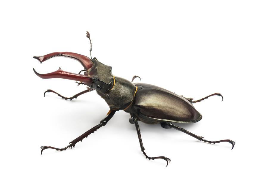 Vliegend hert: Indrukwekkende kevers roeren zich in Watermaal-Bosvoorde