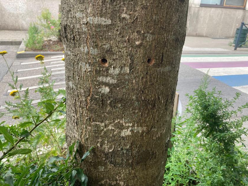 再びhelmetwijkの木を破損し、今回はドリルで