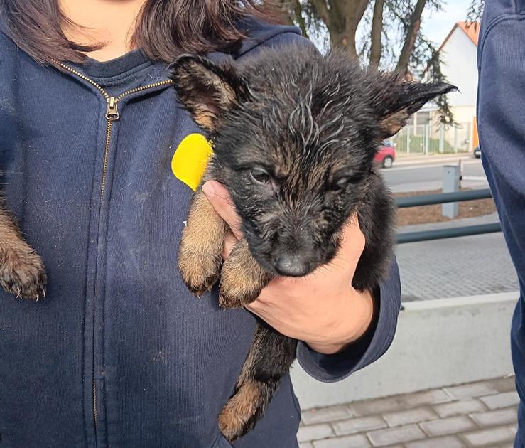 Acht verwaarloosde honden aangetroffen in woning in Molenbeek