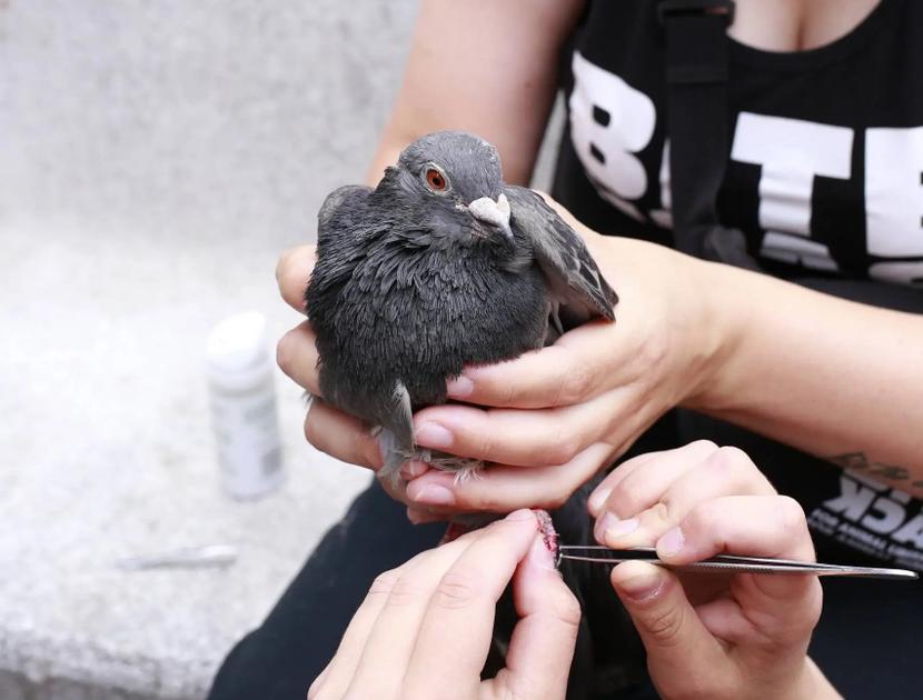 Burgerplatform voor gewonde duiven overstelpt: ‘Ik vang er thuis al veertien op’
