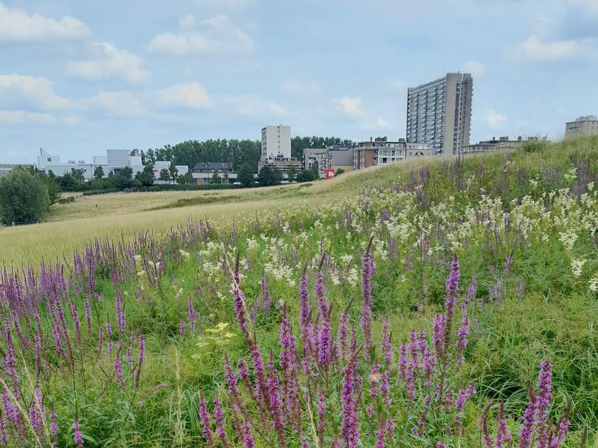 Veel eclipskijkers verwacht op Zavelenberg: 'Dit is geen park, blijf op de paden'
