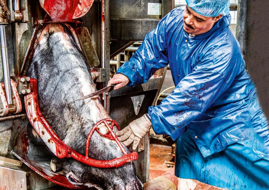 Abattoir%2C_slachthuizen_van_Anderlecht_onverdoofd_slachten_Bij_tituele_slachting_moet_de_kop_van_het_rund_naar_Mekka_gericht_zijn_lg_%28c%29_Saskia_Vanderstichele.jpg?style=W3sicmVzaXplIjp7ImZpdCI6Imluc2lkZSIsIndpZHRoIjoxMjAwLCJoZWlnaHQiOjYzMCwid2l0aG91dEVubGFyZ2VtZW50Ijp0cnVlfX0seyJqcGVnIjp7InF1YWxpdHkiOjc1fX1d&sign=a28e371b2bbeb10126894c406e8e9fbb9b6684a14c9cc30a7170da528fd43c05