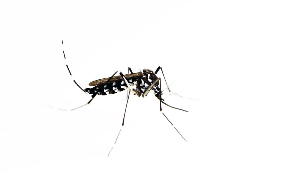 Tiger Mosquito Spotted in Brussels: Authorities Urge Public to Report Sightings