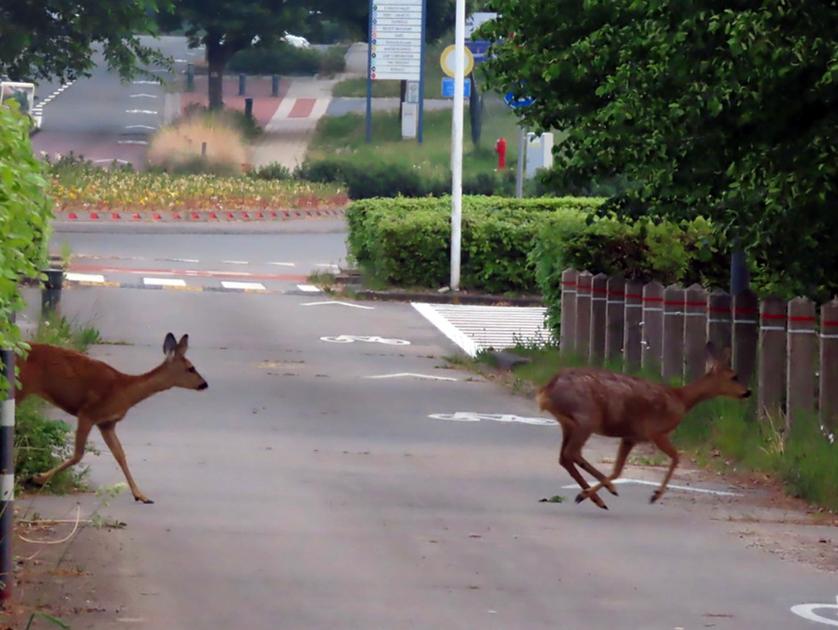 Steeds meer waarnemingen van reeën in Anderlecht: 'Bijzondere ervaring'