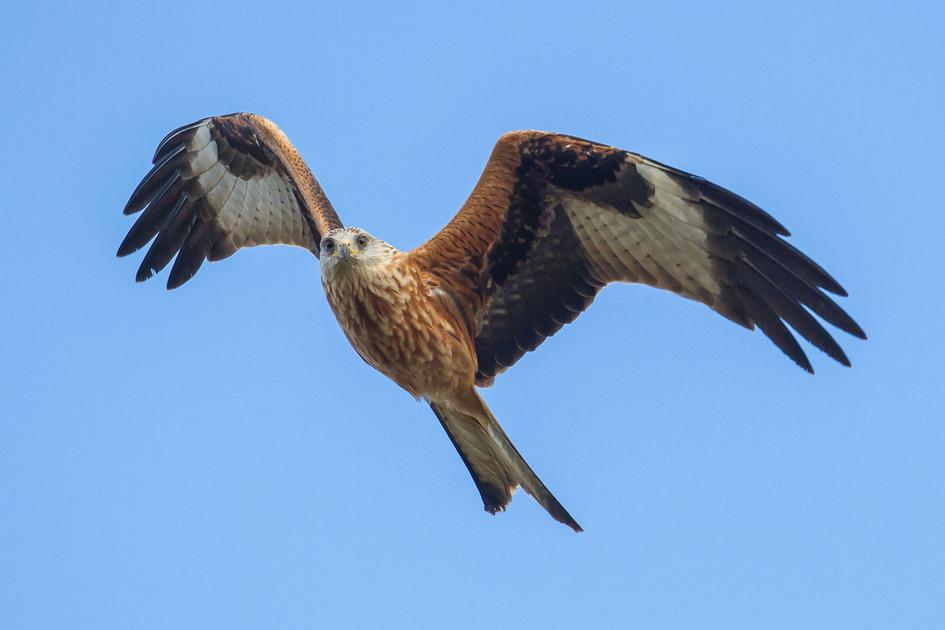 Rode wouw: iconische roofvogel vliegt over Brussel komende dagen