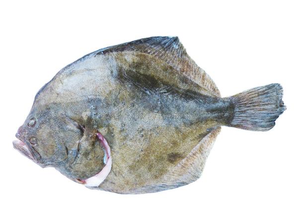 Culinair Ontdekt: Tarbot | BRUZZ