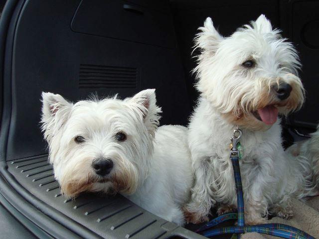 Gebruik van 'dierencheque' neemt sterk toe in Sint-Joost